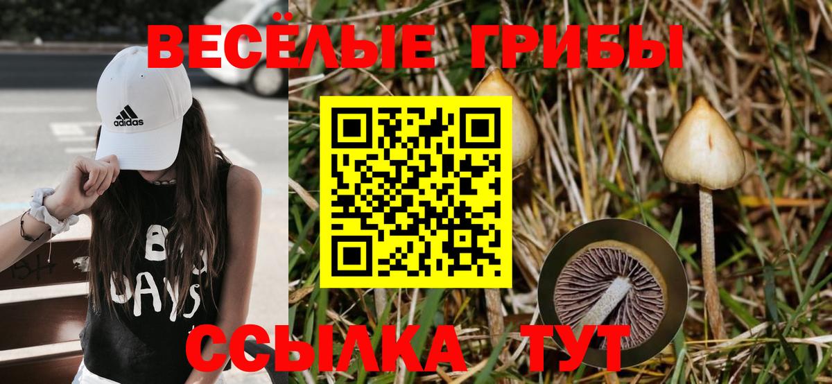 Галлюциногенные грибы Psilocybe  Камышлов 